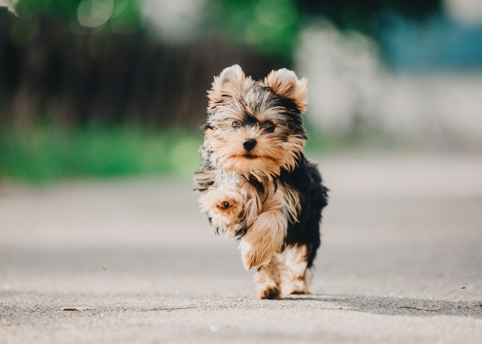 yorkies