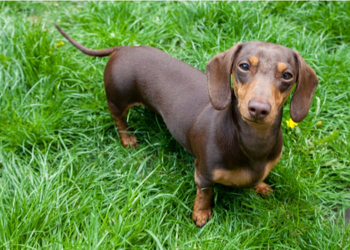 dachshund hound dog