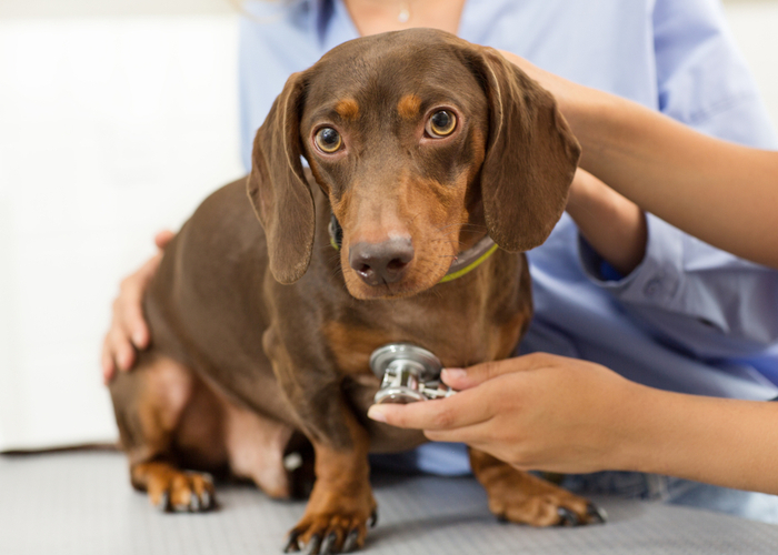 dachshund at the vet