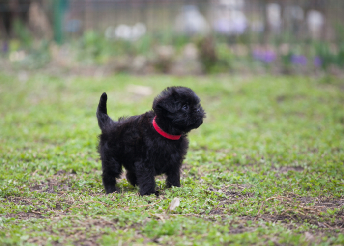 affenpinscher puppy