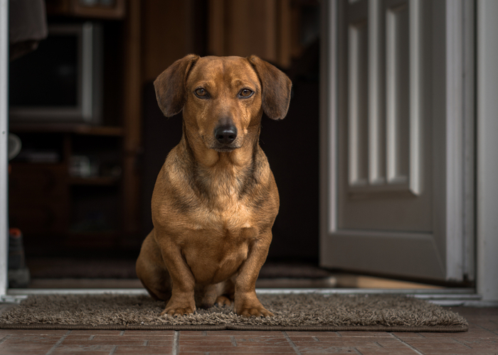 dachshund dog breed