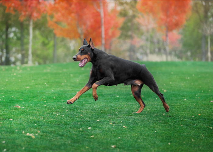 doberman pinscher 