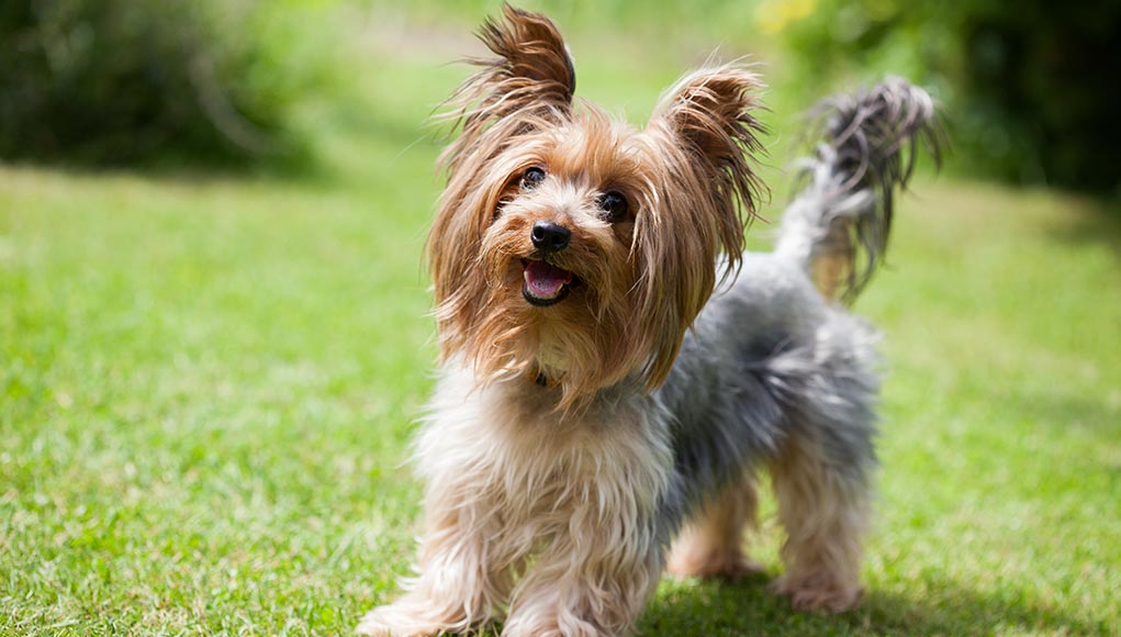 Yorkshire terrier