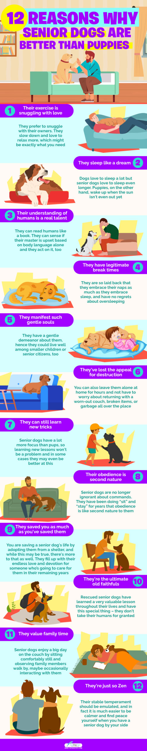 12 Reasons Why Senior Dogs Are Better Than Puppies infographics