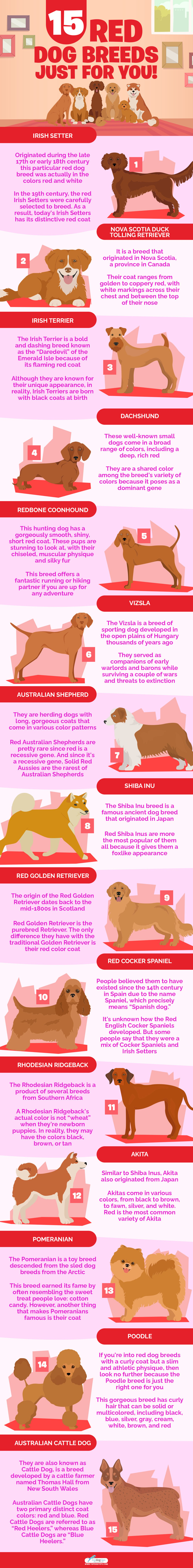 15 Red Dog Breeds Just for You infographics