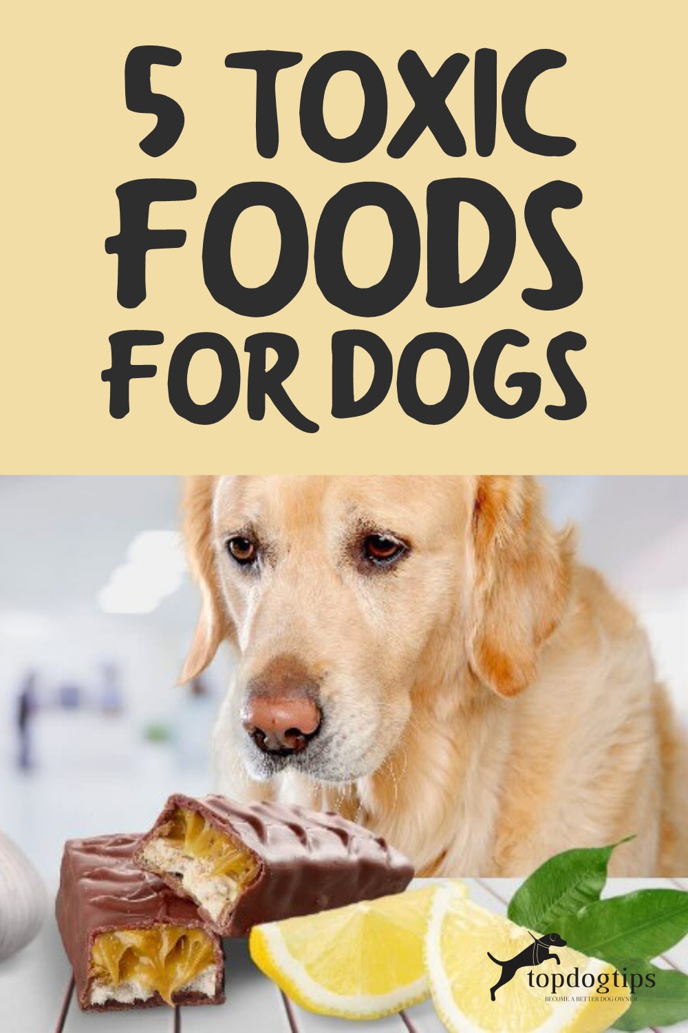 Toxic Foods for Dogs