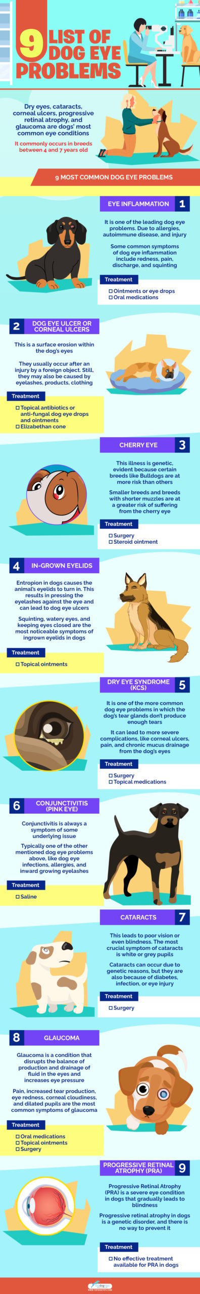 9 List of Dog Eye Problems