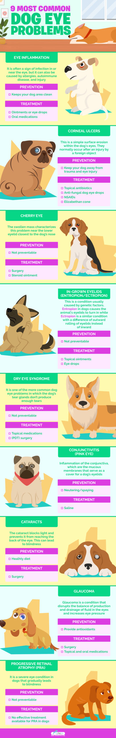 9 Scary but Treatable Dog Eye Problems You Should Know About