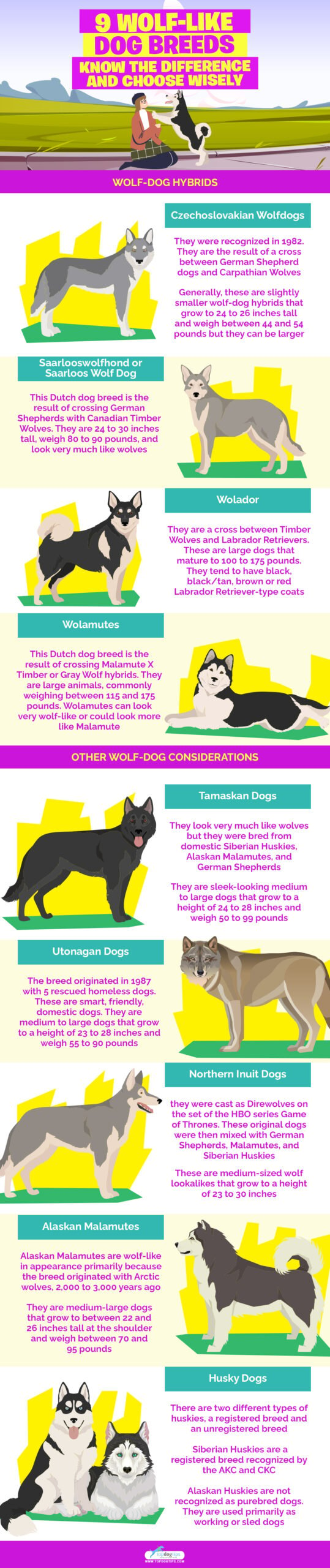 9 Wolf-Like Dog Breeds infographics