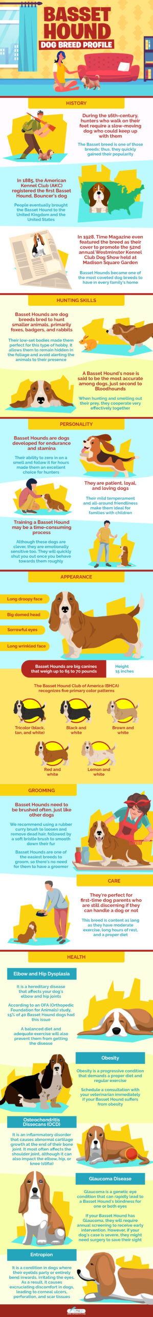 All About The Basset Hound Dog Breed Profile infographics