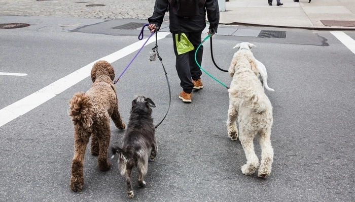 Become A Dog Walker