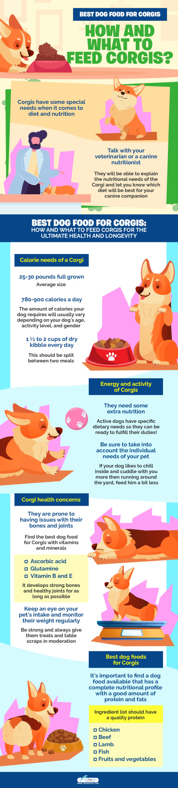 Best Dog Food for Corgis How and What To Feed Corgis