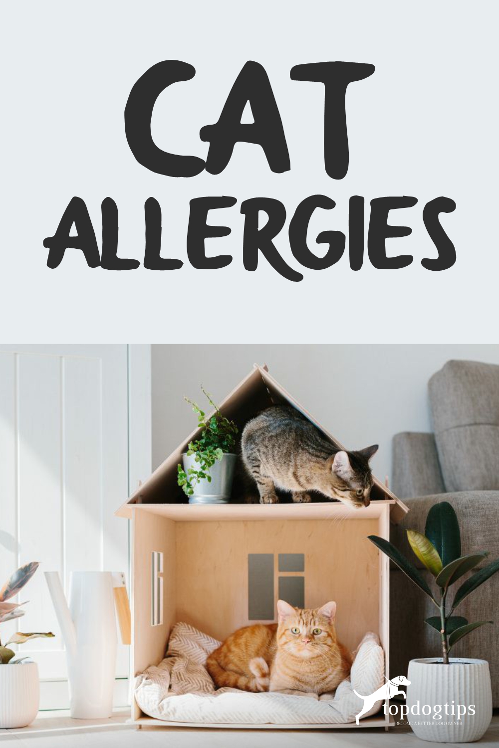 Cat Allergies