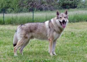 Czechoslovakian Wolfdogs wolf like dog breeds