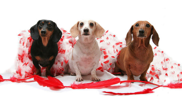 Fun Valentines Gifts for Dogs