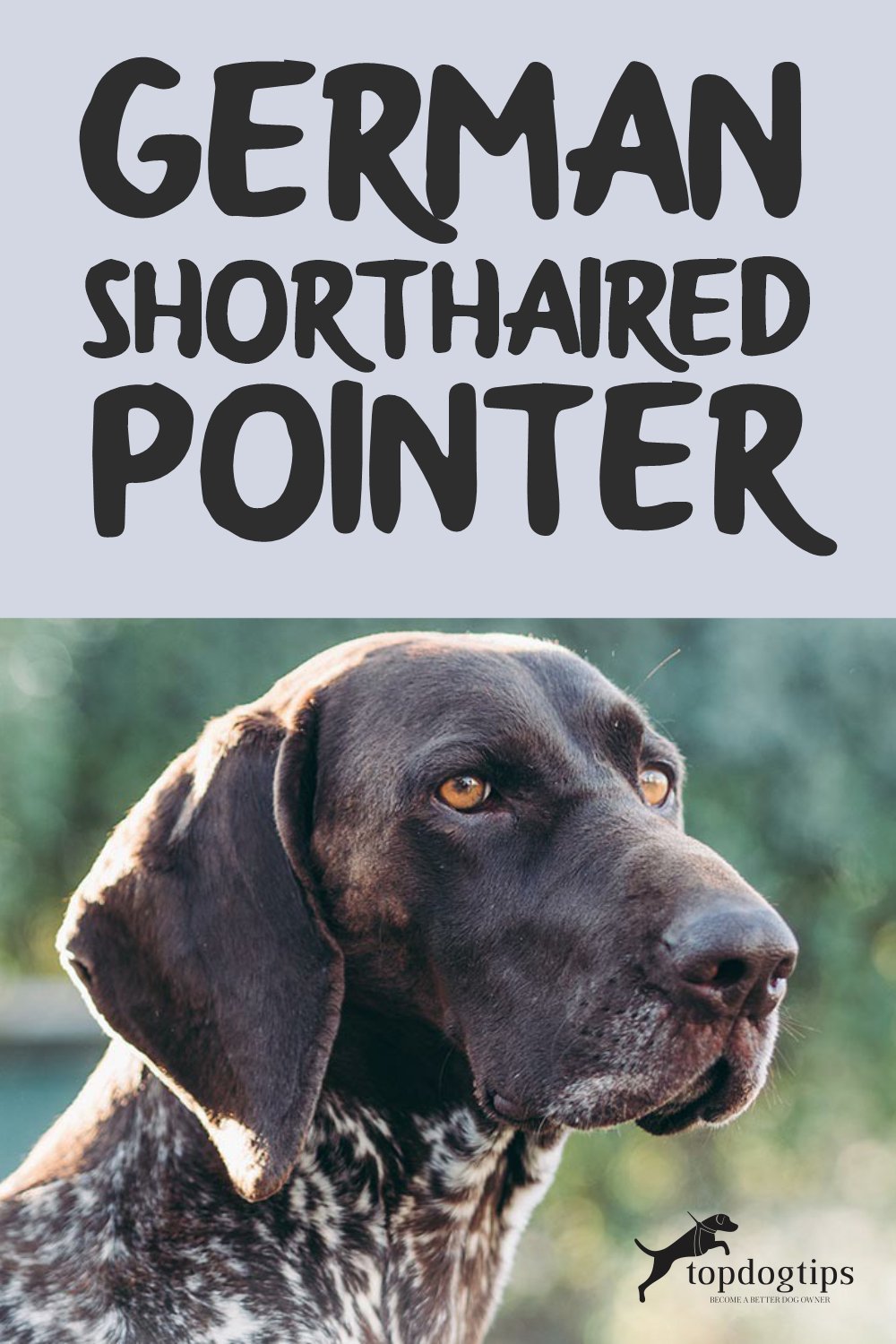 German Shorthaired Pointer 