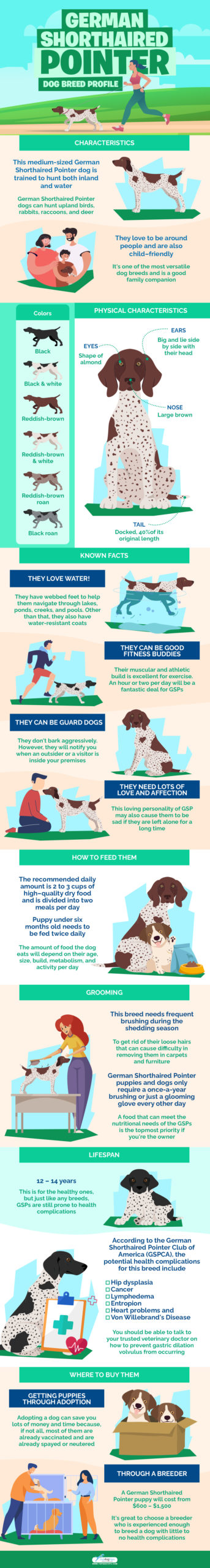 German Shorthaired Pointer Dog Breed Profile infographics