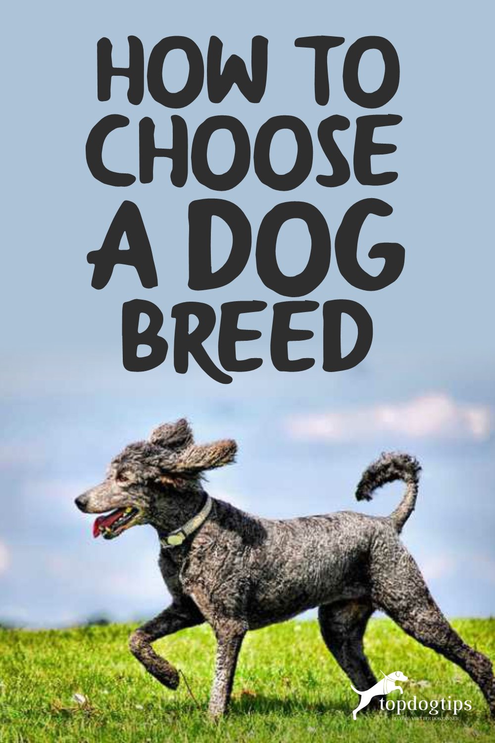 Choose a Dog Breed