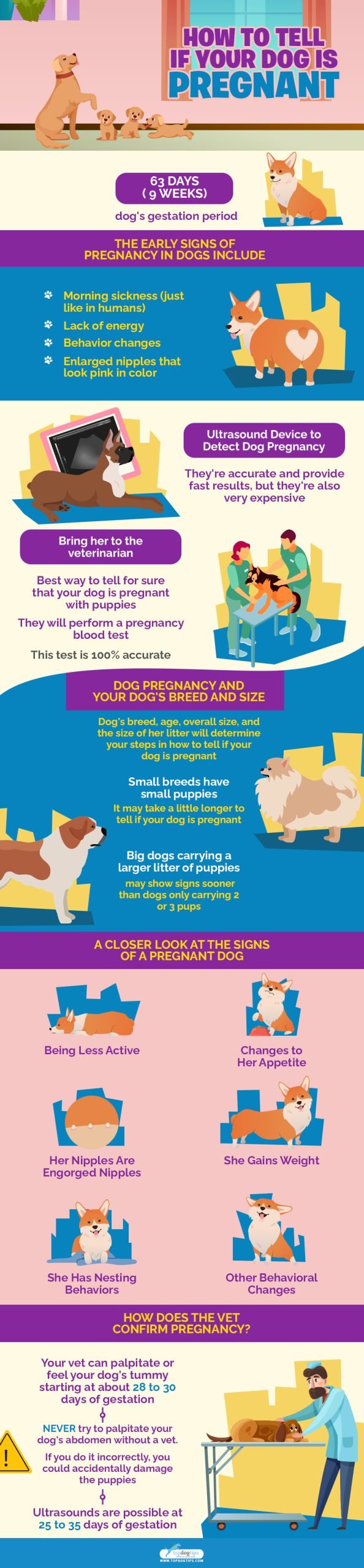 How to Tell If Your Dog Is Pregnant