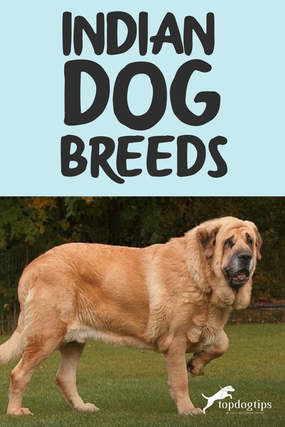 Indian Dog Breeds