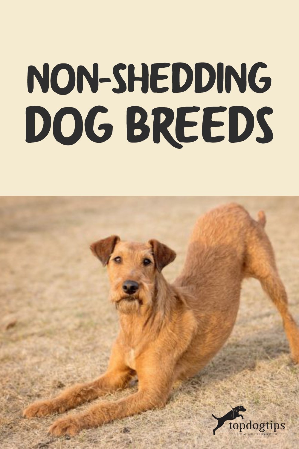 Non-Shedding Dog Breeds