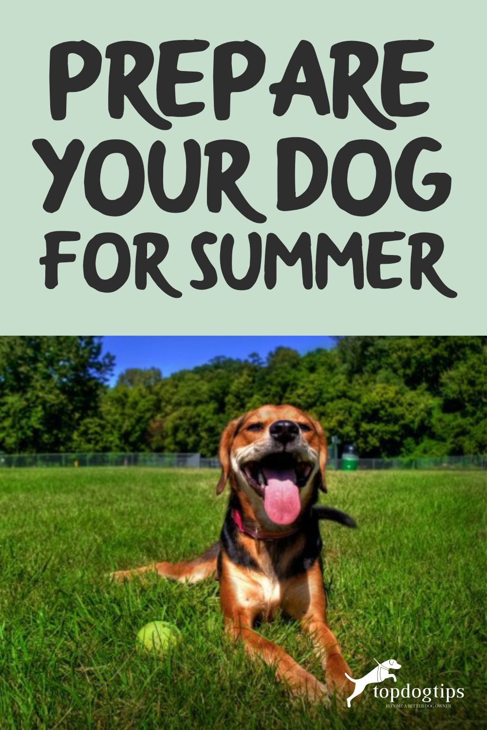 Prepare Your Dog for Summer