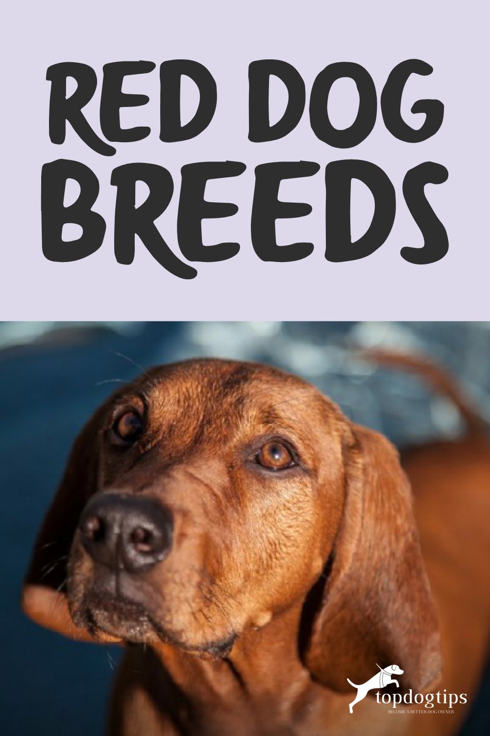 Red Dog Breeds