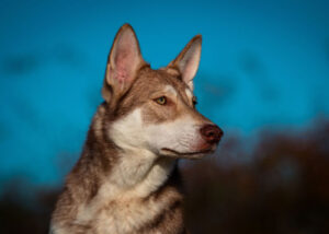 Saarlooswolfhond or Saarloos Wolf Dog