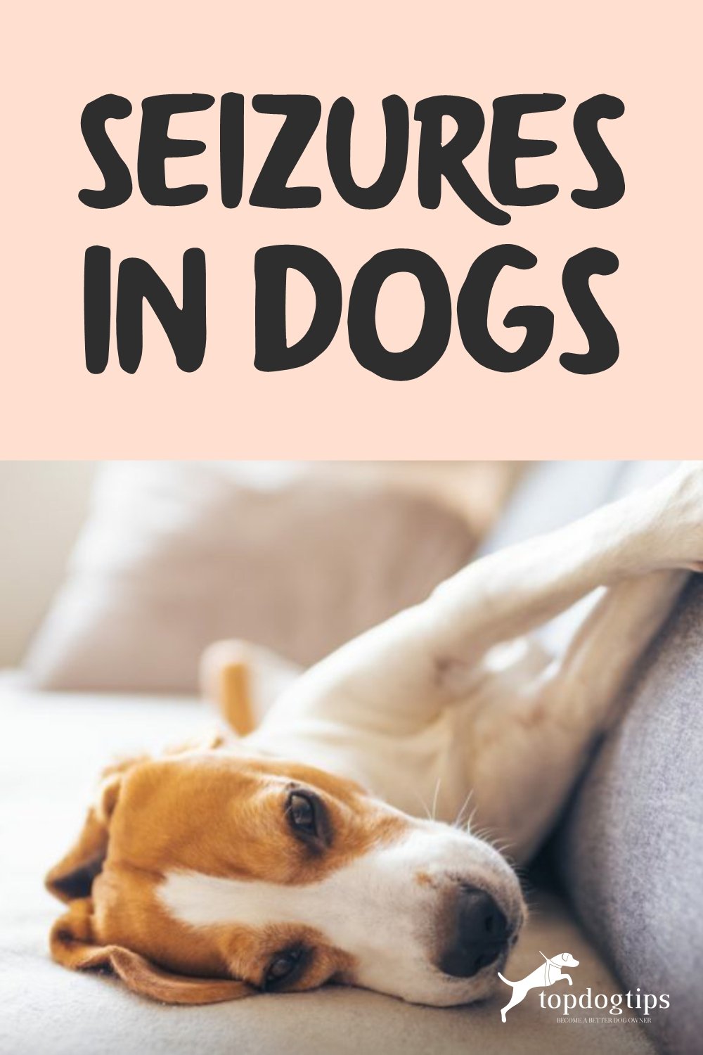 Seizures in Dogs