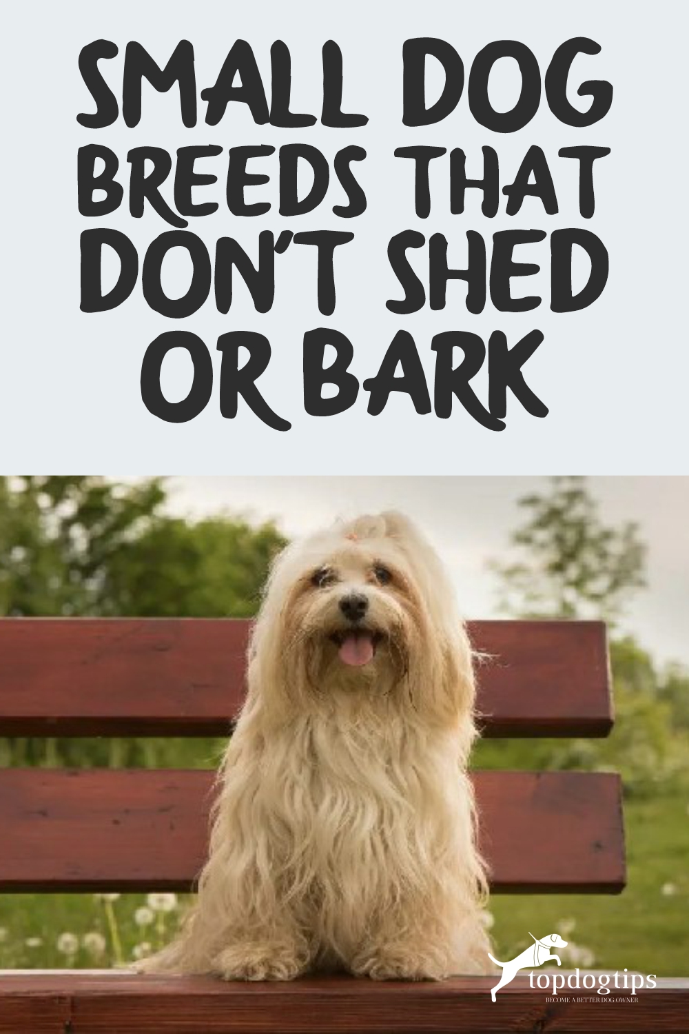 Small Dog Breeds 