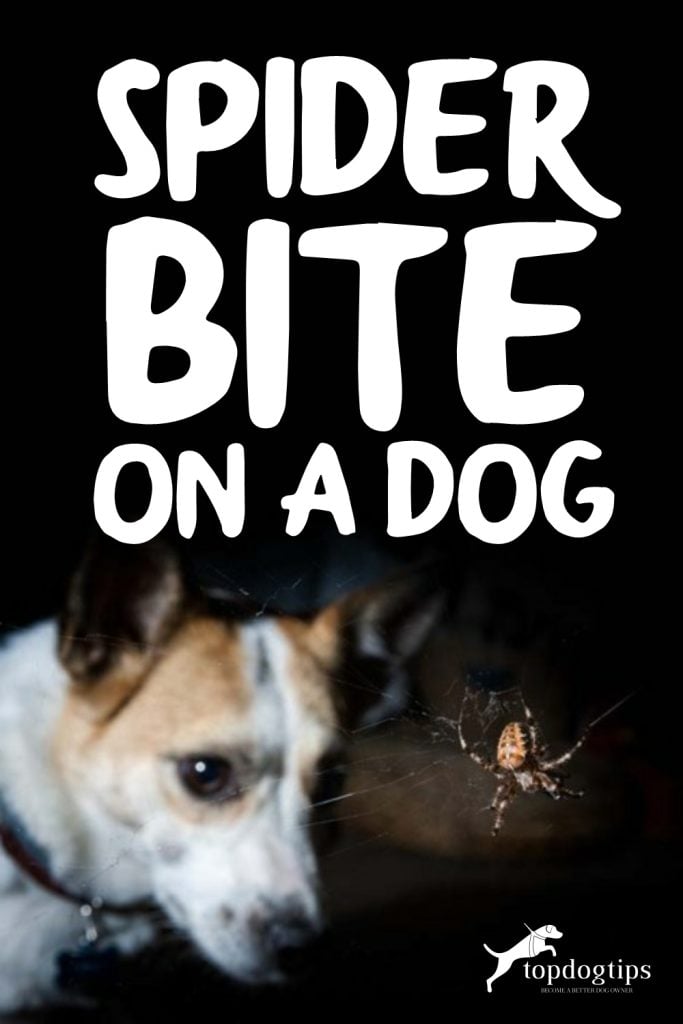 Spider Bite on a Dog