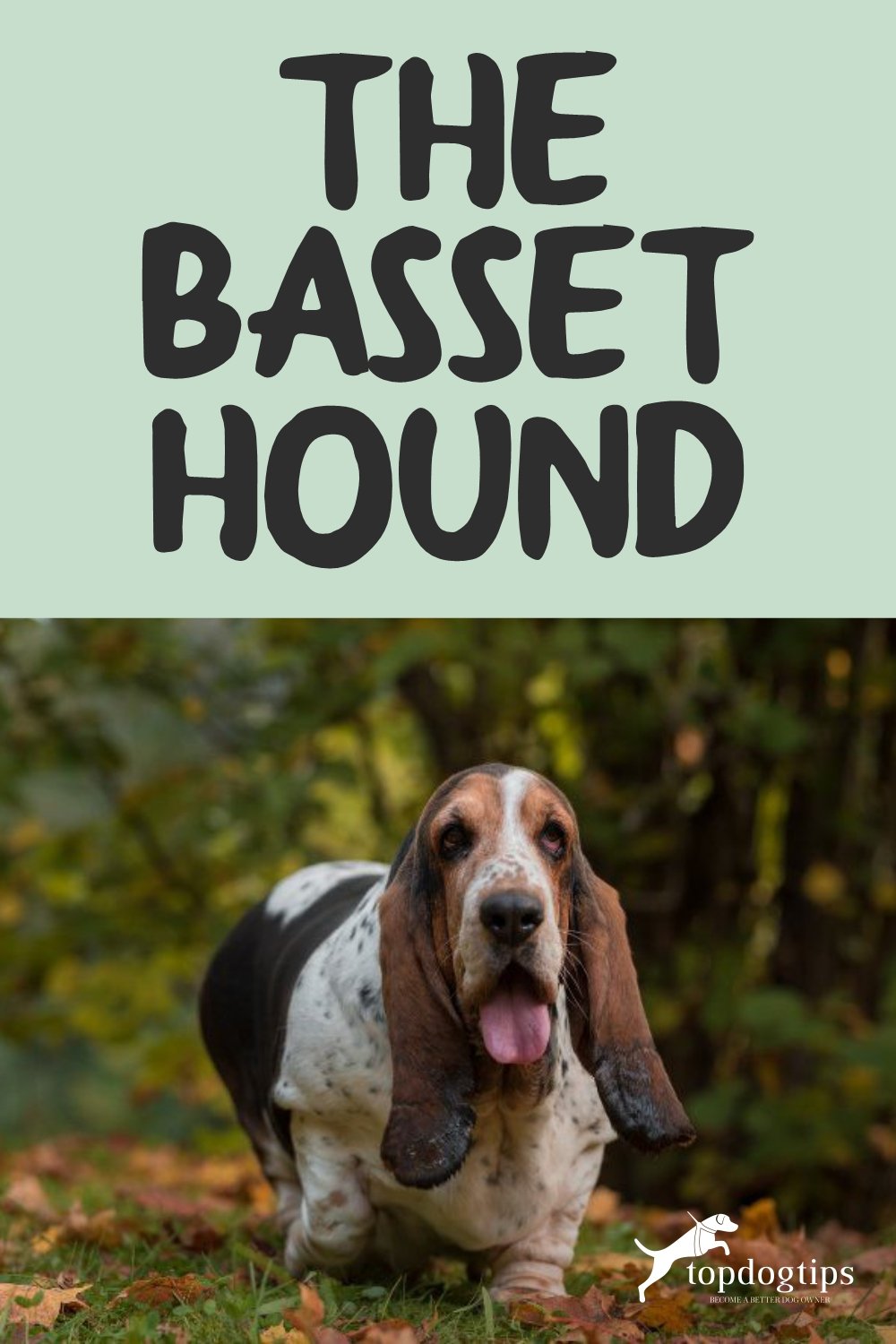 Basset Hound