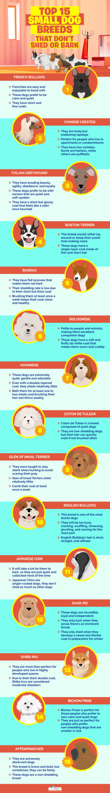 Top 15 Small Dog Breeds That Don’t Shed Or Bark infographics