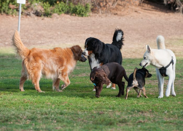 Dogs socializing in a park - might cause transmission of parvo