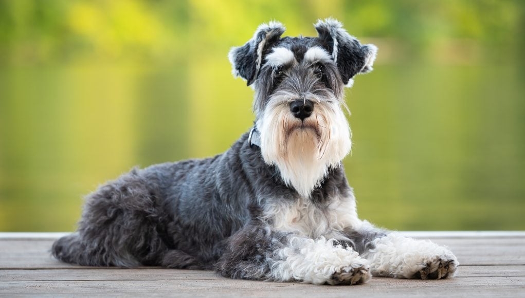 Miniature Schnauzer: All You Need To Know About This Dog Breed