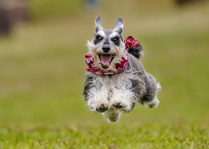 Miniature Schnauzer Temperament