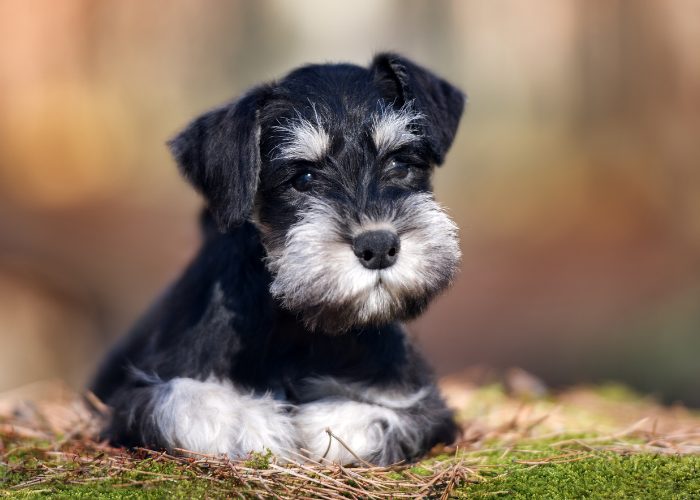 Miniature Schnauzer Appearance