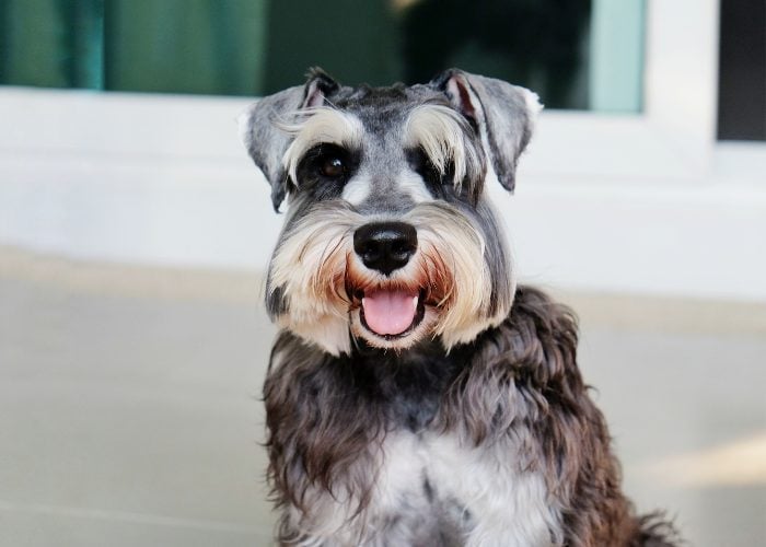 Miniature Schnauzer Grooming