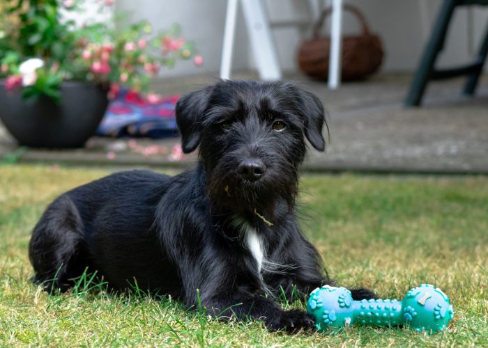 Miniature Schnauzer’s Care