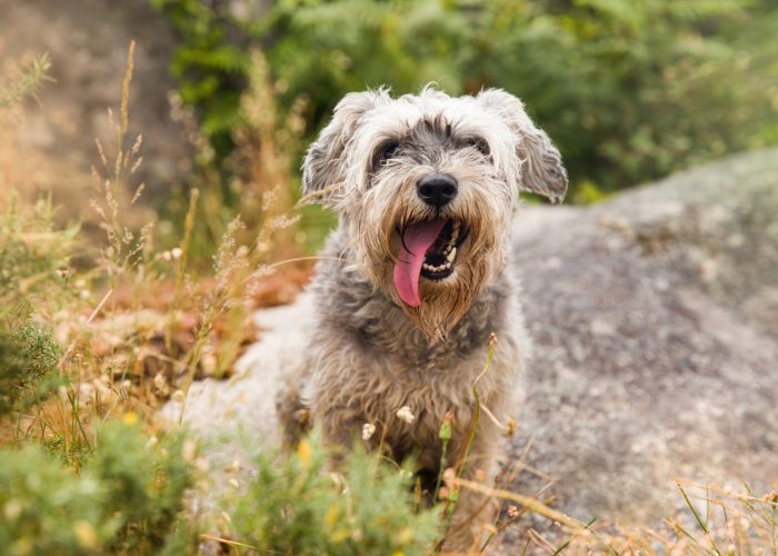 Is it Worth it to Adopt a Miniature Schnauzer?