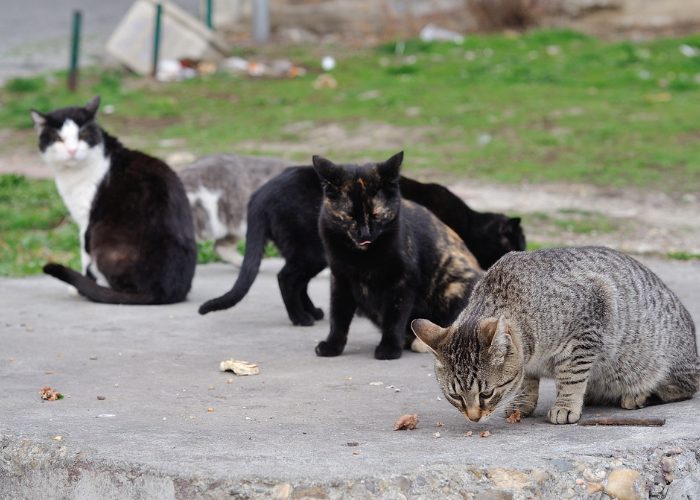 Why is it important to differentiate between Stray Cats from Feral Cats?