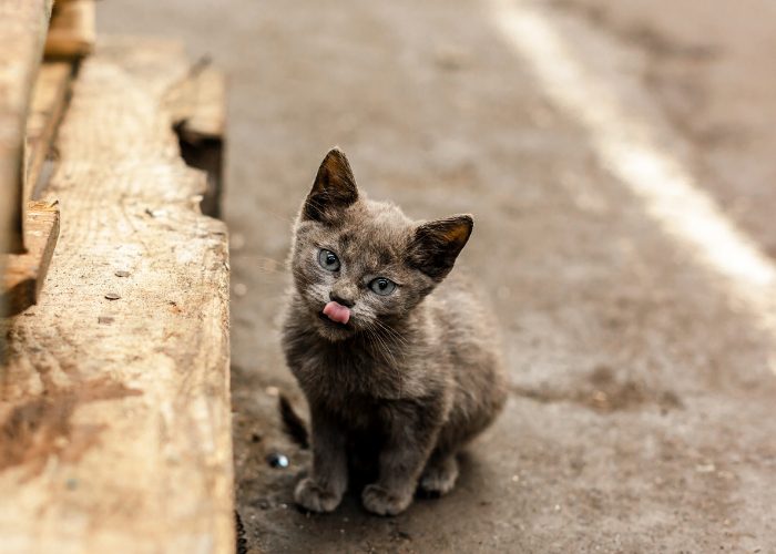 Identifying A Stray Cat Vs. Feral Cat