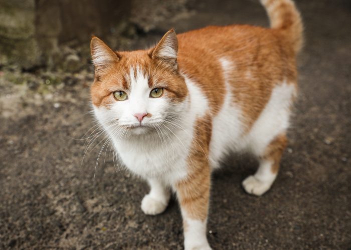 What should I do if I find Stray Cats or Feral Cats?