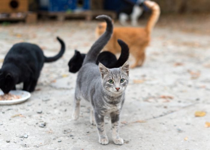 #2: Feral Cats Are Cleaner Than Stray Cats