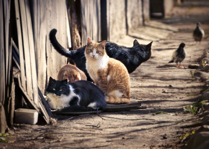 #3:  Feral Cats Are Bigger Than Stray Cats