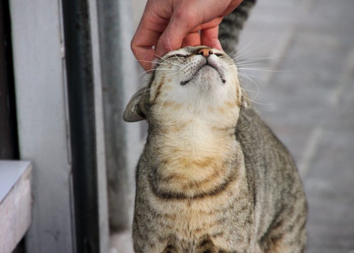 Difference in Temperament #1: Stray Cats Are More Dependent Than Feral Cats