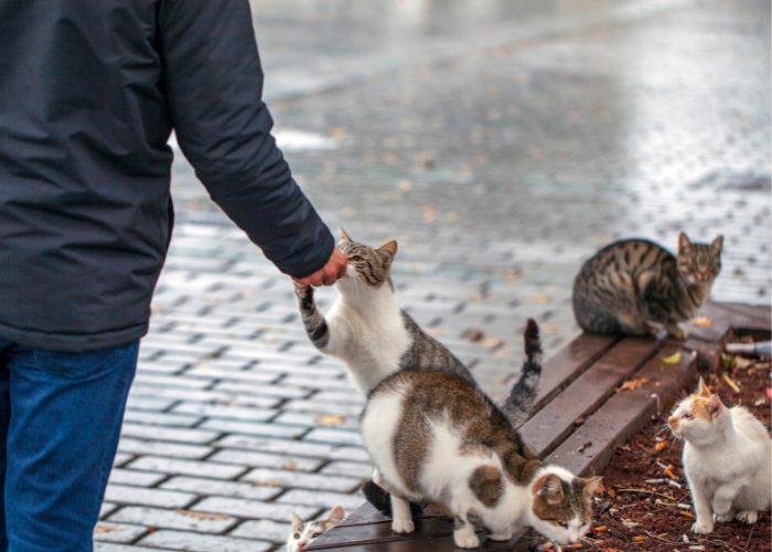 #2: Stray Cats Are Friendlier Than Feral Cats