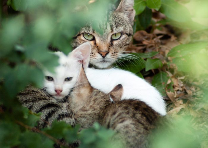 #3: Feral Cats are Fearful Cats