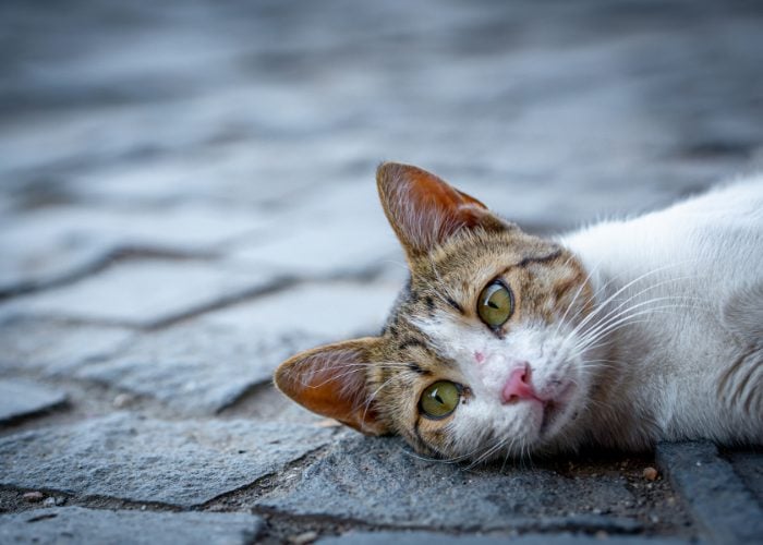 #2: What should I do if I found an INJURED stray or feral cat?