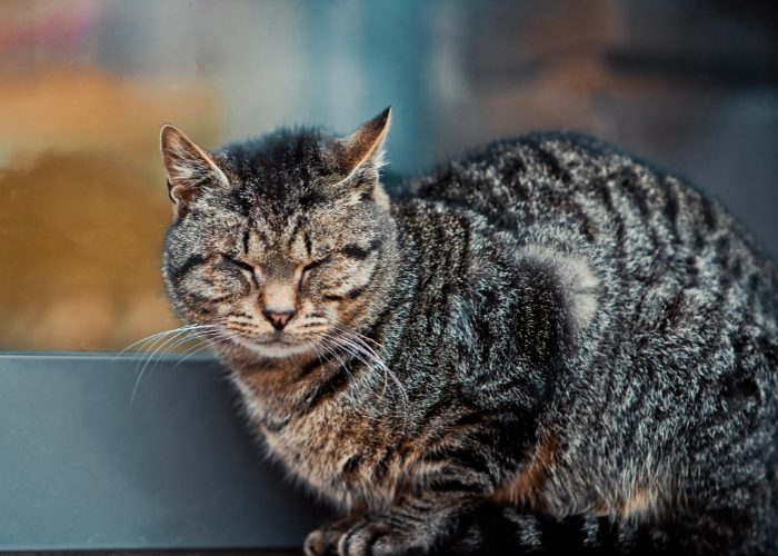 #3: What should I do if I found a PREGNANT stray or feral cat?